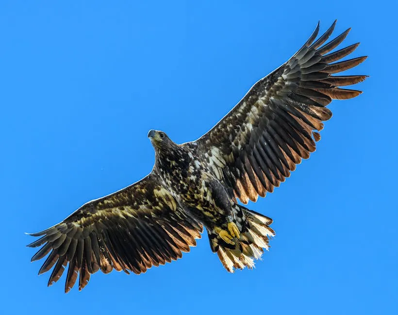 Controversial Release of White-Tailed Eagles in Exmoor Ignites Farmer Fears