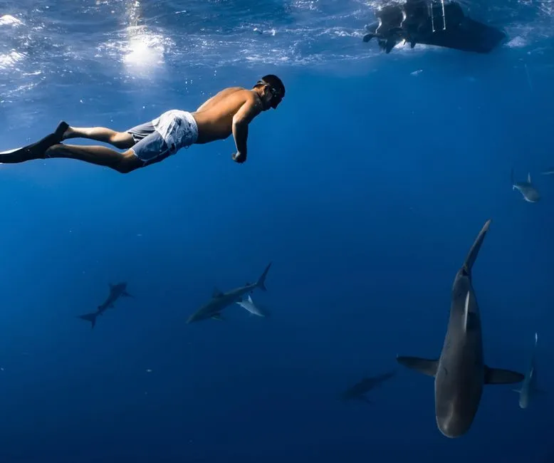 Rare Great White Shark Encounter Captured in the Mediterranean Sea